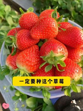 四季奶油草莓,奶油草莓,草莓自己在家种#草莓 #奶油草莓 #四季奶油草莓 #水果种子