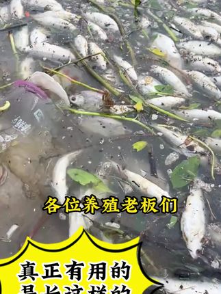 一招教你,让你鱼塘没有寄生问题#水产养殖 #水产人#水产养殖技术 #水产技术