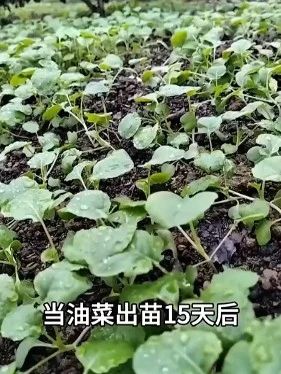 #许嵩 #许嵩演唱 #呼吸之野 #生万物 #杨幂