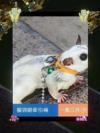 蜜袋鼯牵引绳背带小蜜蜜袋鼬衣服小宠外带外出项圈用品防丢防上树 #萌宠好物 #新手养宠 #萌宠日记