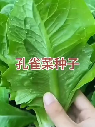 【下单就发3包】四季孔雀菜种子罗马菜脆甜直立生菜生菜沙拉菜种子 #孔雀菜种子 #蔬菜种子 #阳台小院均可种植 #孔雀菜 #优质农产品