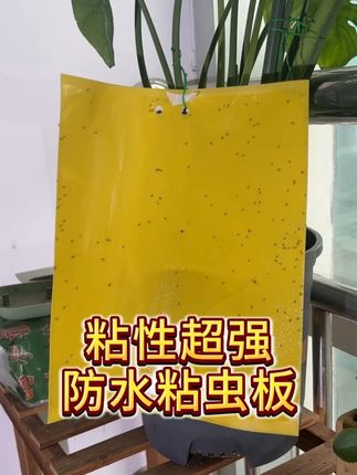 粘虫板 #粘虫板 #黄板 #黄板粘虫 #粘虫板诱虫板 #黄板粘虫板 防水粘虫板