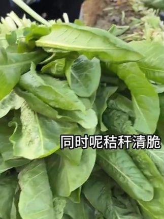 高产菊苣种子大叶菊苣草多年生四季牧草种子猪牛羊鸡鸭鹅鱼草种籽