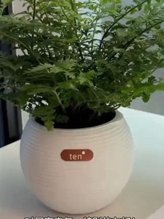 闽艺花匠吉姆蕨懒人吸水盆栽室内好养水养耐阴观叶水培植物盆栽#吉姆蕨 #花卉绿植 #超便宜超划算 #爱生活爱养花 #室内绿植