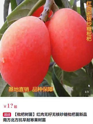 红肉无籽枇杷树苗