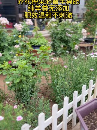 爱养花种菜的宝宝们,施肥就用羊粪肥就好#农村羊粪肥 #纯羊粪无添加 #爱生活爱养花 #我的花花草草🌸🌸