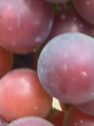 Y绝了,被这个巨无霸乒乓球葡萄🍇惊艳到了,巨甜超好吃,一口一个哇哇哇哇!#优质农产品 #好物推荐🔥 #葡萄🍇 #葡萄种植