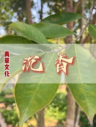 真的不想总是坐在最后一排!#沉香