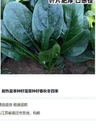 趴地菠菜 菠菜种子