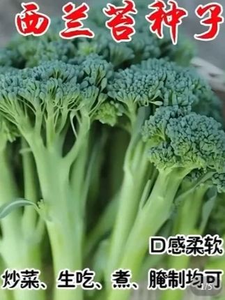 家里有空地的都可以种这个好吃好种的#西兰苔 #种子 #在家种菜