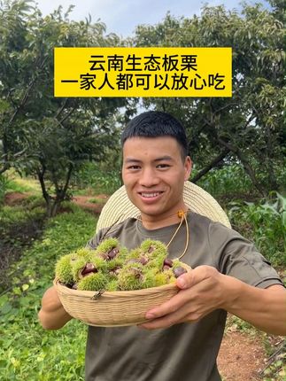云南高山老树黑油板栗成熟了,生吃脆甜,熟吃粉面,千万别错过! #板栗 #黑油板栗 #云南老树板栗 #板栗炖鸡 #板栗红烧