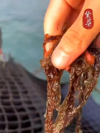 霞浦紫菜干净无沙紫菜汤铝袋装50克/包