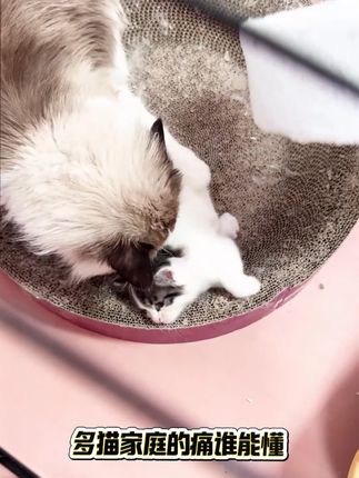 低温烘焙猫粮 鲜肉配方营养丰富猫咪不再掉毛#猫粮 #萌宠好物
