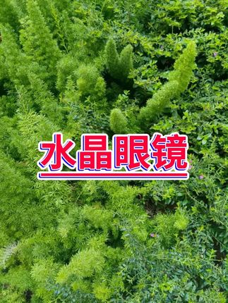 #老花镜 #水晶石老花镜 #老年眼镜