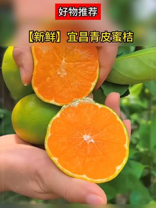 青皮无籽蜜桔大丰收了!便宜发一箱!