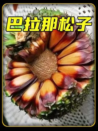 比一般松子大30倍,真长见识了,原来这个就是巴拉那松 #巴拉那松子