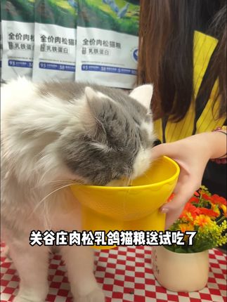 谁还不知道关谷庄乳鸽猫粮送试吃了?#萌宠好物 #猫粮 #科学养宠攻略 #养猫新手