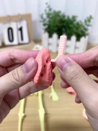 超酷可动人体模型,拆拼装体验医学解剖科教乐趣! #拆拼玩具推荐 #3D科教玩具 #3D人体模型 #科教仿真玩具 #可动人体模型