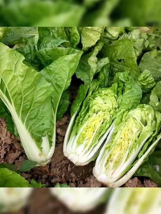 四季奶油快菜种子耐热耐寒阳台盆栽蔬菜种子#快菜 #快菜种子 #种子 #蔬菜种子 #种子种苗