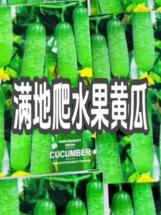 现在家里有黄瓜吃的,种点这个满地爬黄瓜吧#黄瓜