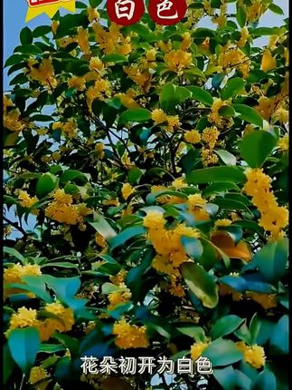 盆栽四季桂花树月月桂开花带香味阳台室内外好养易活庭院花卉绿植 #桂花树 #桂花香