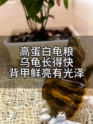 性价比这么香的龟粮不给你家龟龟带回去吗 #龟宠 #龟宠时代 #龟粮 #龟龟🐢 #新手养龟需要注意什么