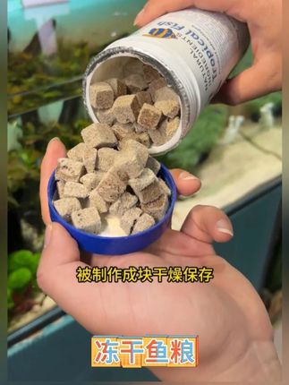 其实很多人都不知道 为什么养鱼大神们都在给鱼儿喂这种长得像牛肉块一样的鱼粮#新手养鱼 #鱼粮 #养鱼日记 #水族 #鱼缸里的大自然