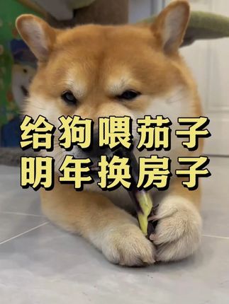 老话说:给狗狗喂茄子,明年换房子,你知道茄子在养狗中的妙用吗 #萌宠好物#养狗经验分享#狗狗#科学养宠攻略#养狗人