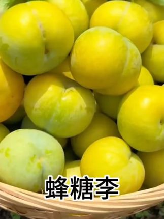 #夏天的李子熟了 #蜂糖李 #李子 #酸甜可口 #味道好极了 @DOU+上热门