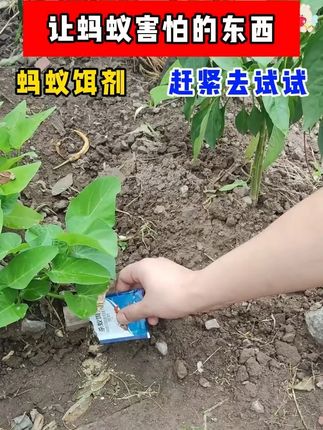 这个消灭蚂蚁的方法太狠了,家里有蚂蚁,菜园有蚂蚁,果园有蚂蚁,院子有蚂蚁,快试试这款蚂蚁药