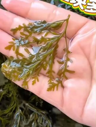 鞭炮笋火锅食材海藻菜羊栖凉拌菜海草火炮菜长寿菜龙须盐渍马尾藻 #鞭炮笋 #火锅食材 #鞭炮笋推荐