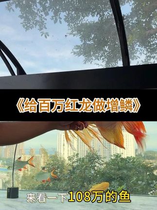 轻松护理龙鱼鳞片 从小白开始 玛豆龙鱼维生素修复鳞片损伤,让颜色鲜艳,鳞底干净。操作简单,鱼鳞健康提升快。#观赏鱼 #热带鱼 #红龙 @DOU+上热门