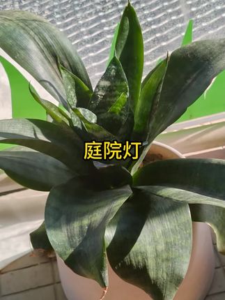 【免打孔】2025新款太阳能夹子灯庭院感应灯常亮灯户外农村照明路灯 #太阳能夹子灯 #照明路灯 #感应灯