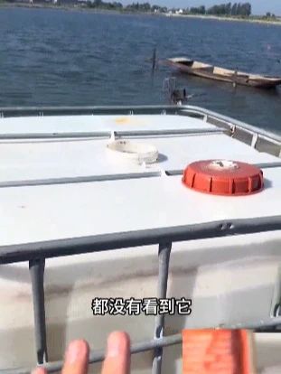 一袋可发酵一吨水的乳酸金菌 控制蓝藻净化水质改善黑底#水产养殖 #南美白对虾 #四大家鱼养殖 #螃蟹养殖 #鱼虾蟹养殖