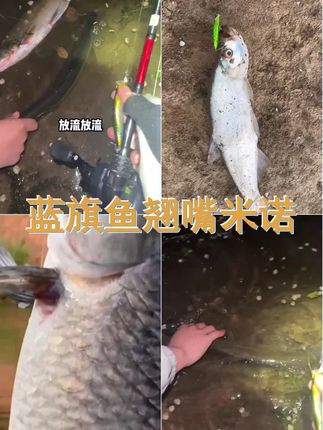 蓝旗鱼 痴虫杨杨 上翘沉水米诺弹道飞行岸钓超投仿真路亚饵 #超远投铅笔 #路亚饵 #疯狂的路亚佬 #路亚翘嘴 #假饵
