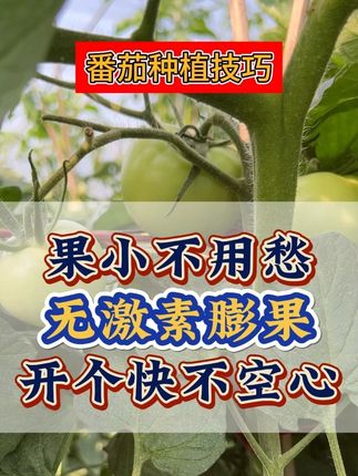 番茄果子小不用愁啦!试试这个肥吧 #种植小技巧 #农业种植 #膨大果实 #西红柿