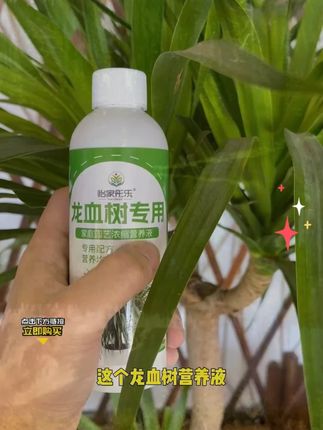 #养花小知识 #种植小技巧 #盆栽 #花卉植物 #花肥 【龙血树专用】营养液园艺肥料绿植烂根促生根黄叶掉叶微量元素生长