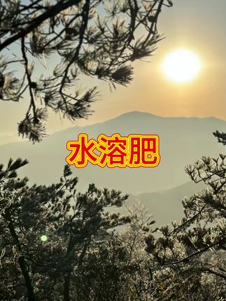 乐众青山【韭葱姜蒜干尖灵】黄叶烂根干尖水溶肥 #大葱种植 #干尖灵 #干尖黄叶