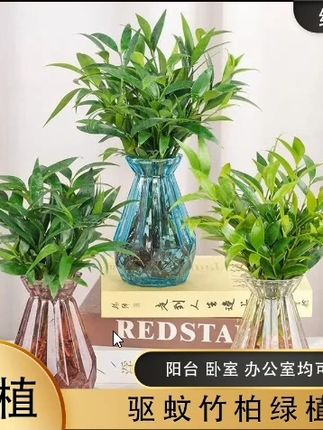 水培竹柏驱蚊竹水养盆栽绿植 客厅办公好养四季常青懒人好养绿植#室内绿植 #净化空气