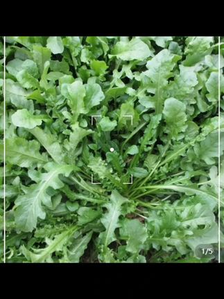 荠菜种子 想要家里有菜吃 快来种上这个#荠菜 #美味有营养 #口感非常好 #新鲜采摘 #优质农产品