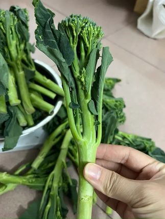 甜心绿芥兰种子