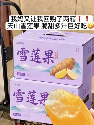 有“地下雪梨”美称的雪莲果,清脆爽口,一口开始冰爽清甜!外表朴实,内里晶莹水润。咬上一口,汁水四溢,清甜在舌尖散开,清爽脆口,毫无涩感。富含多种营养,既能当水果直接吃,又能入菜炖汤。吃法多样!别错过,赶紧尝尝这清甜!#雪莲果 #优质农产品 #营养丰富 #脆甜多汁 #快来一起尝个鲜