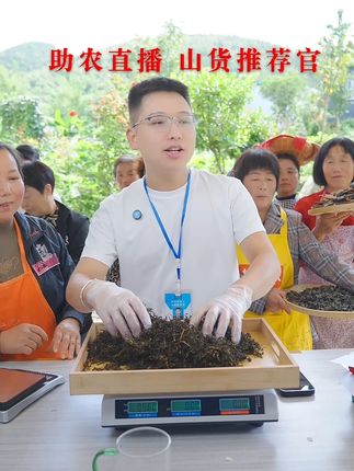 【甄选头茬】正宗四川古蔺高山地道头茬赶黄草西式调料仙堂f3