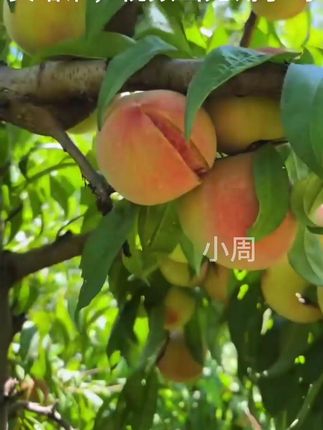 桃王爆甜【次日达】半斤-4两/8只软桃新沂水蜜桃200g礼盒 #新鲜采摘 #新鲜应季水果 #水果 #桃子熟了