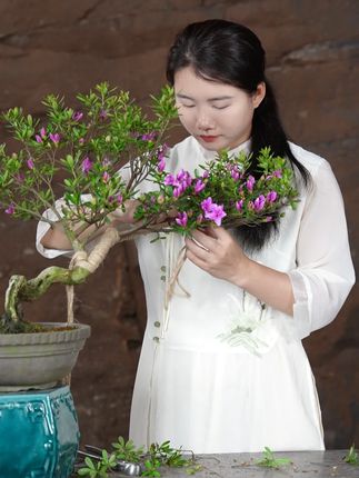 杜鹃盆景 @好盆友娜娜 #盆景 #花卉绿植 #盆景铝线