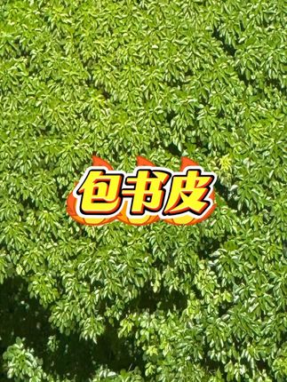 书皮小学生包书皮透明书皮初高中课本防水环保包书膜包书套#书皮 #包书皮 #透明书皮 #书膜 #包书套