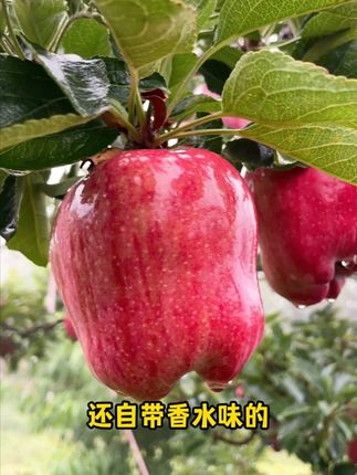 自带香水味的苹果你吃过吗?金秋限定甜蜜~ #自家果园 #花牛苹果