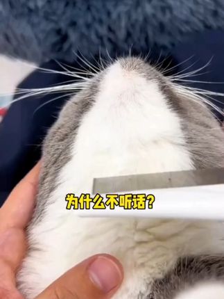 视频同款