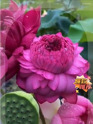 碗莲不开花?浇水换水都没用?快来试试它 #碗莲爆花粉 #种植小技巧 #水培植物 #碗莲