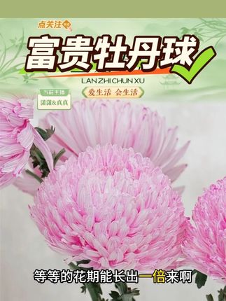 【思芹花卉】少女粉富贵牡丹球丰岛吸色菊科类5枝#少女粉富贵牡丹球 #富贵牡丹球 #牡丹球 #牡丹 #吸色菊科类牡丹球